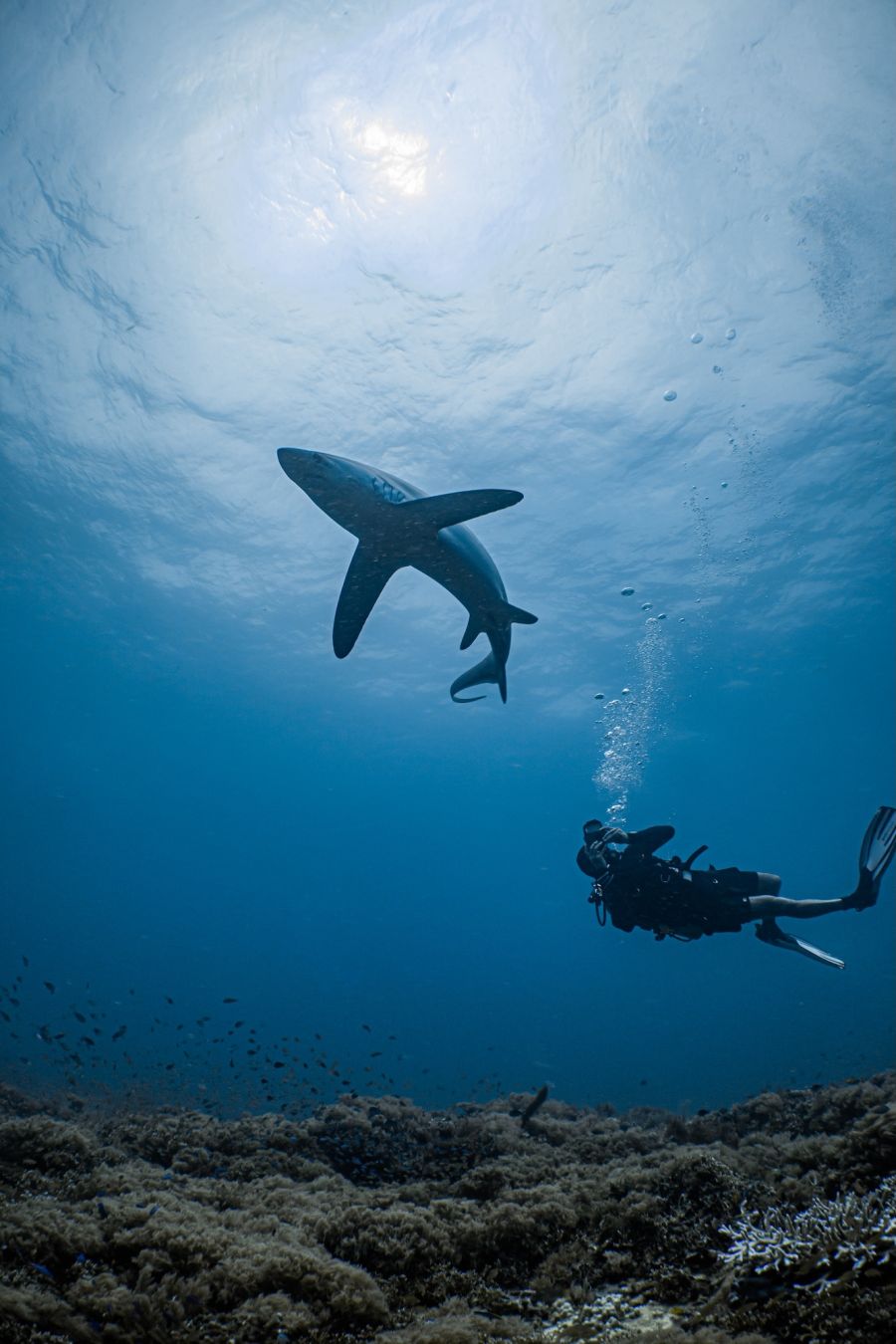 Nuotare con gli squali a Malapascua ©Kitjapat Film /Shutterstock