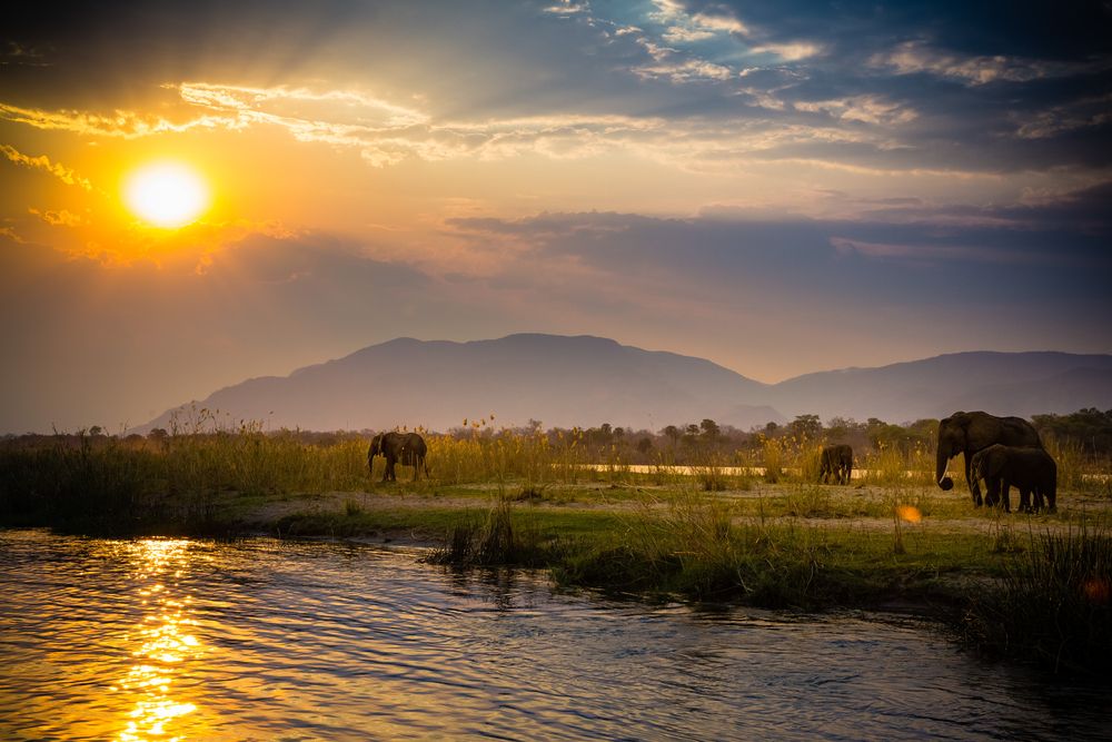Elefanti in Zambia. Credits Radek Borovka / Shutterstock