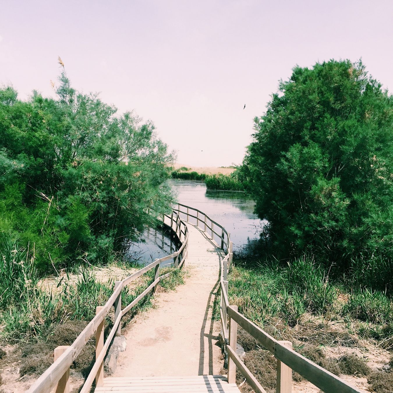 AzraqWetlandReserve in Giordania