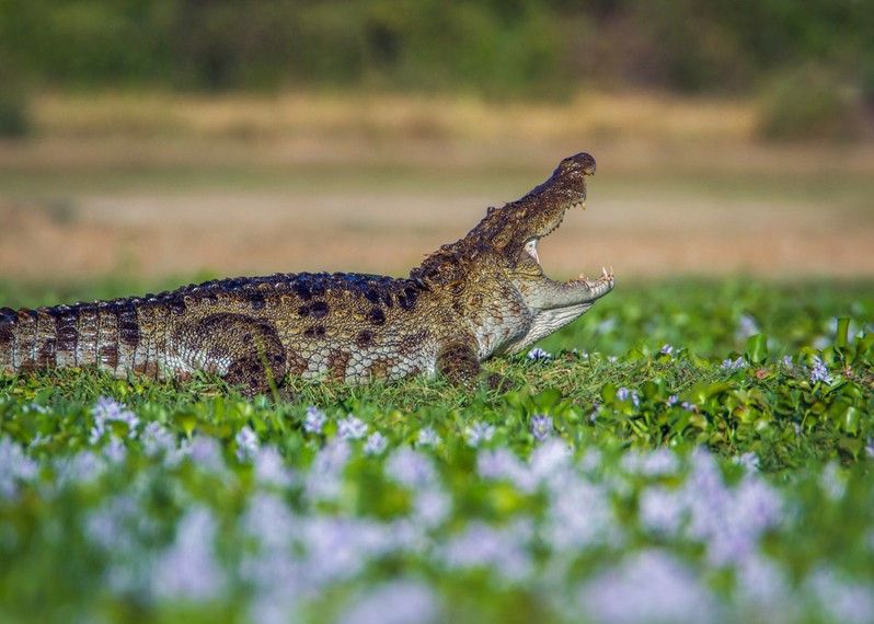Un coccodrillo nelle paludi nei dintorni di Arugam Bay, Sri Lanka. ©Utopia_88/Getty Images