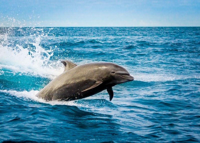Un delfino gioca nelle acque delle Isole Galapagos, Ecuador.
©Fotos593/Shutterstock