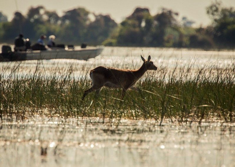 Un Impala al delta dell’Okavango, Botswana.
©JanelleLugge/Getty Images