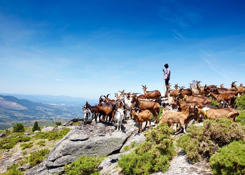 Un pastore nel Parque Nacional da Peneda-Gerês, Portogallo. ©Matt Munro/Lonely Planet