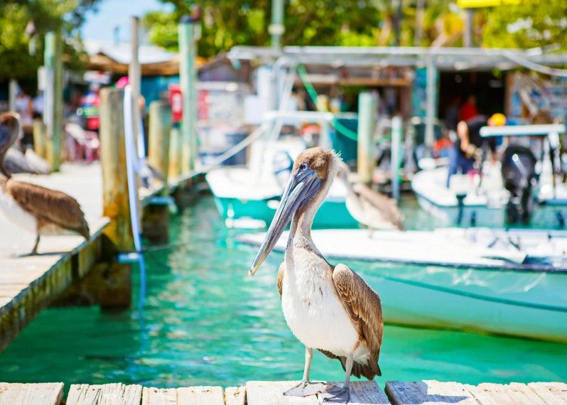 Un pellicano si rilassa al porto di Islamorada, Florida. ©romrodinka/Getty Images