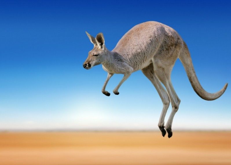 Un viaggio nell'outback australiano è un'avventura tra natura incontaminata, cultura aborigena e un cielo infinito.