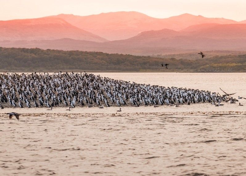 Una colonia di cormorani reali nella Patagonia cilena. ©Oleg Senkov/Shutterstock