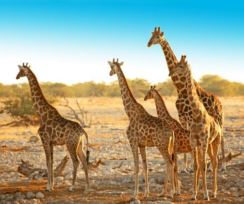 Una famiglia di giraffe nella savana del Etosha National Park in Namibia. ©JurgaR/Getty Images