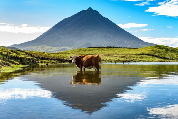Una mucca posa tranquilla davanti al Monte Pico, Azzorre, Portogallo.
©Benjamin van der Spek/Shutterstock