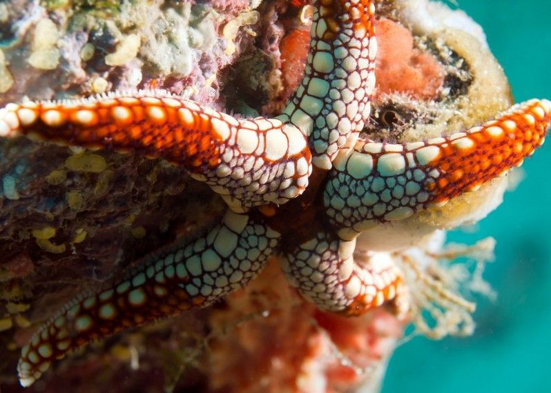 Una stella marina nella barriera corallina, Cuba. ©Teerinvata/Shutterstock