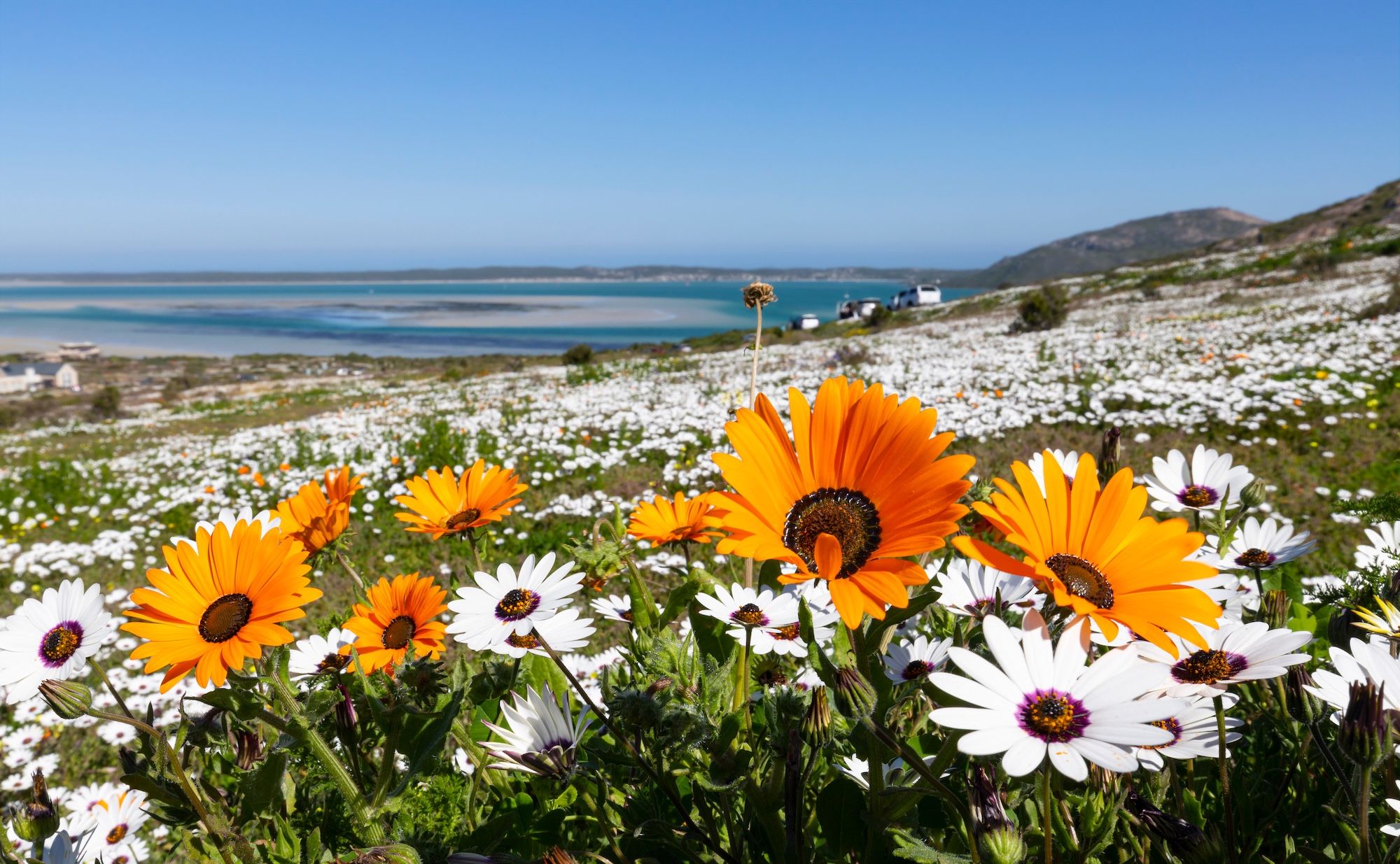 La fioritura nel West Coast National Park ©Ilonde van Hoolwerff /Shutterstock