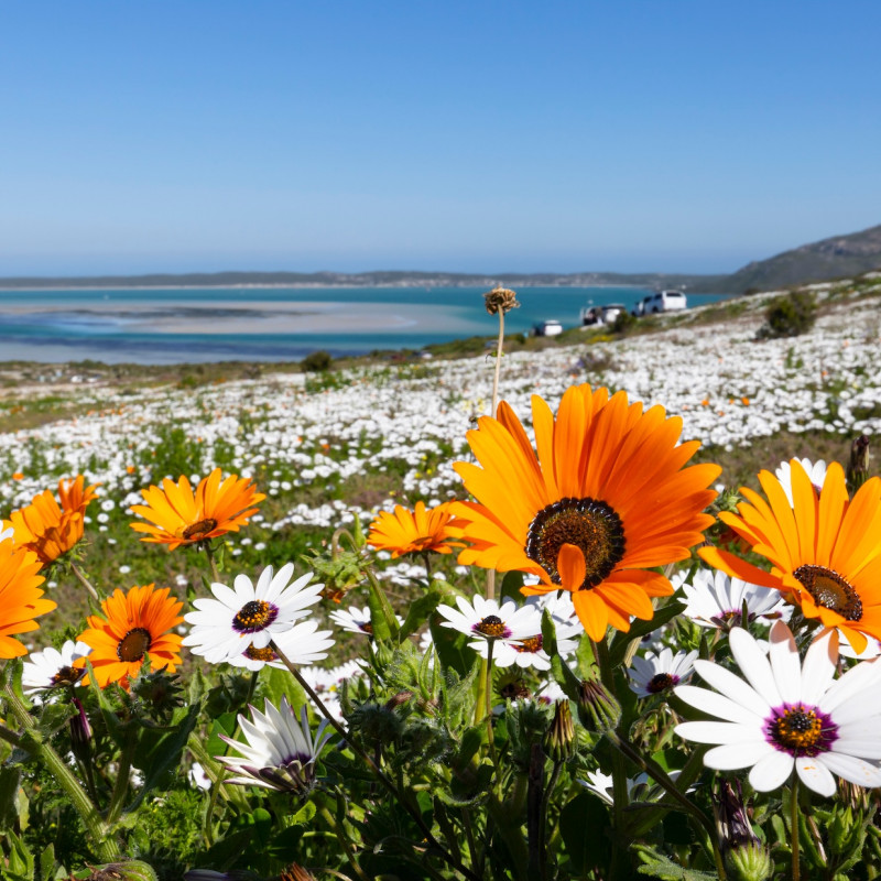 La fioritura nel West Coast National Park ©Ilonde van Hoolwerff /Shutterstock