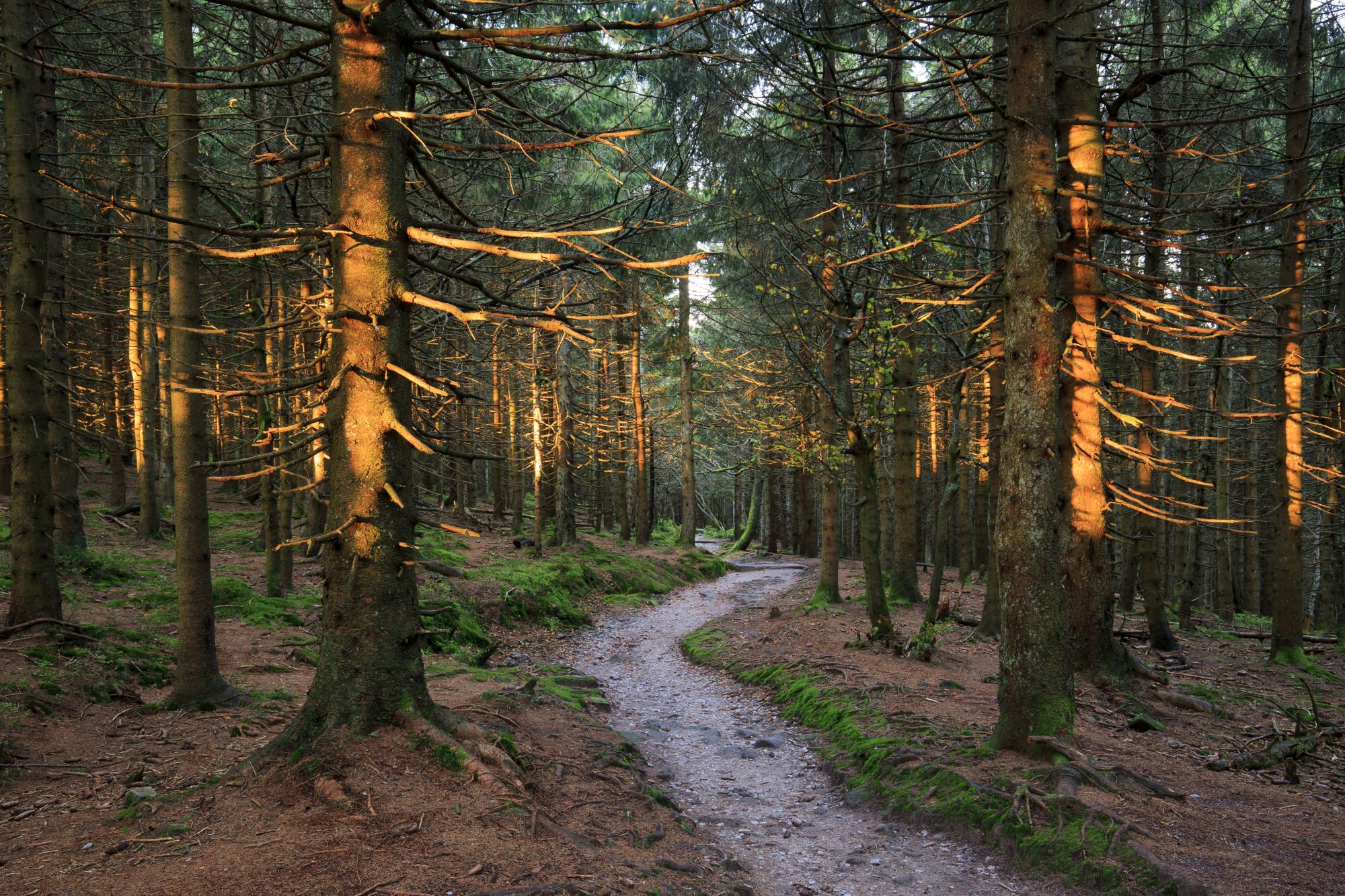 Foresta Nera, Germania