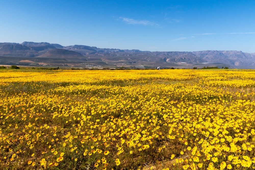 Fiori nel Namaqualand. Credits LouisLotterPhotography / Shutterstock