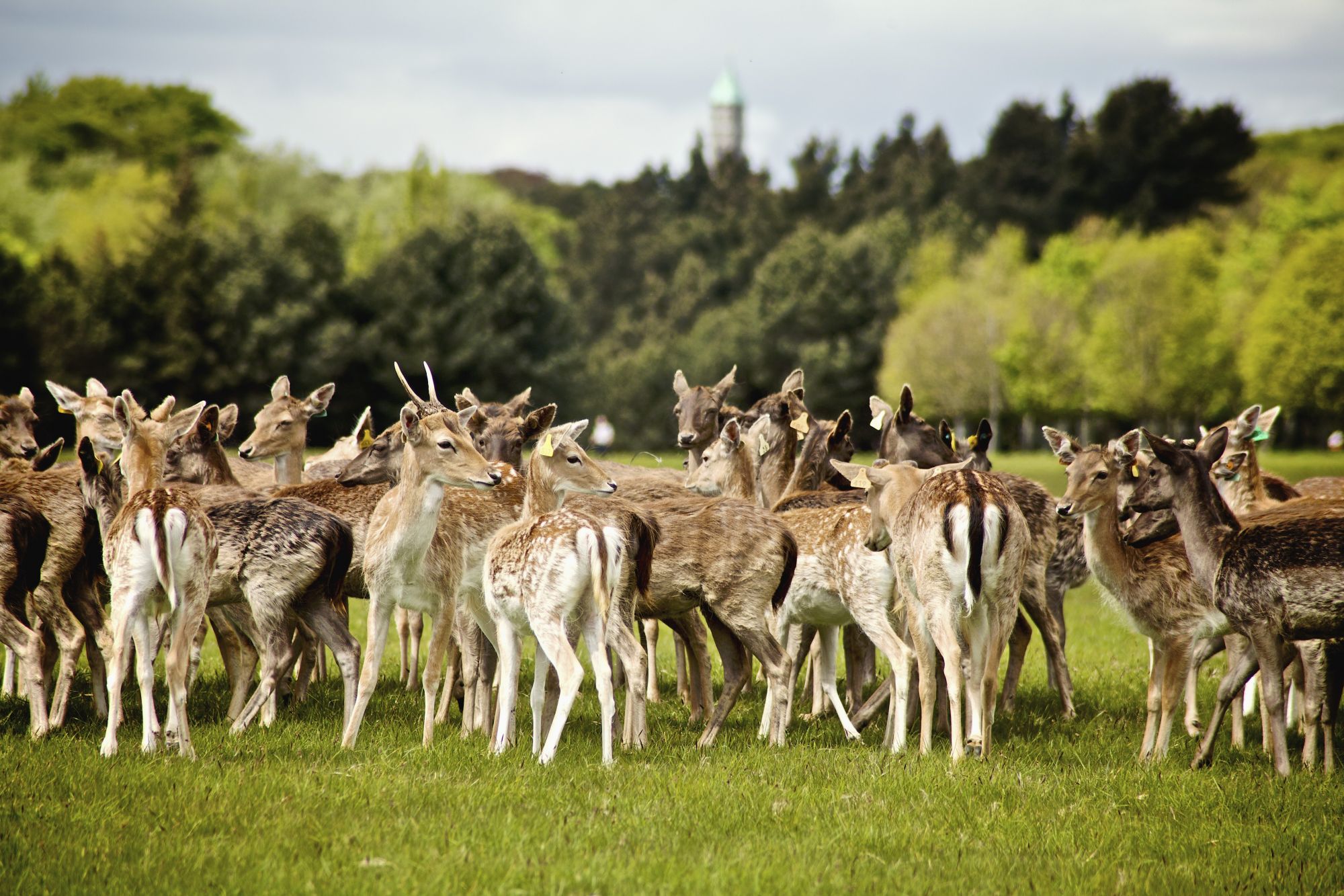 Phoenix Park, Dublino
