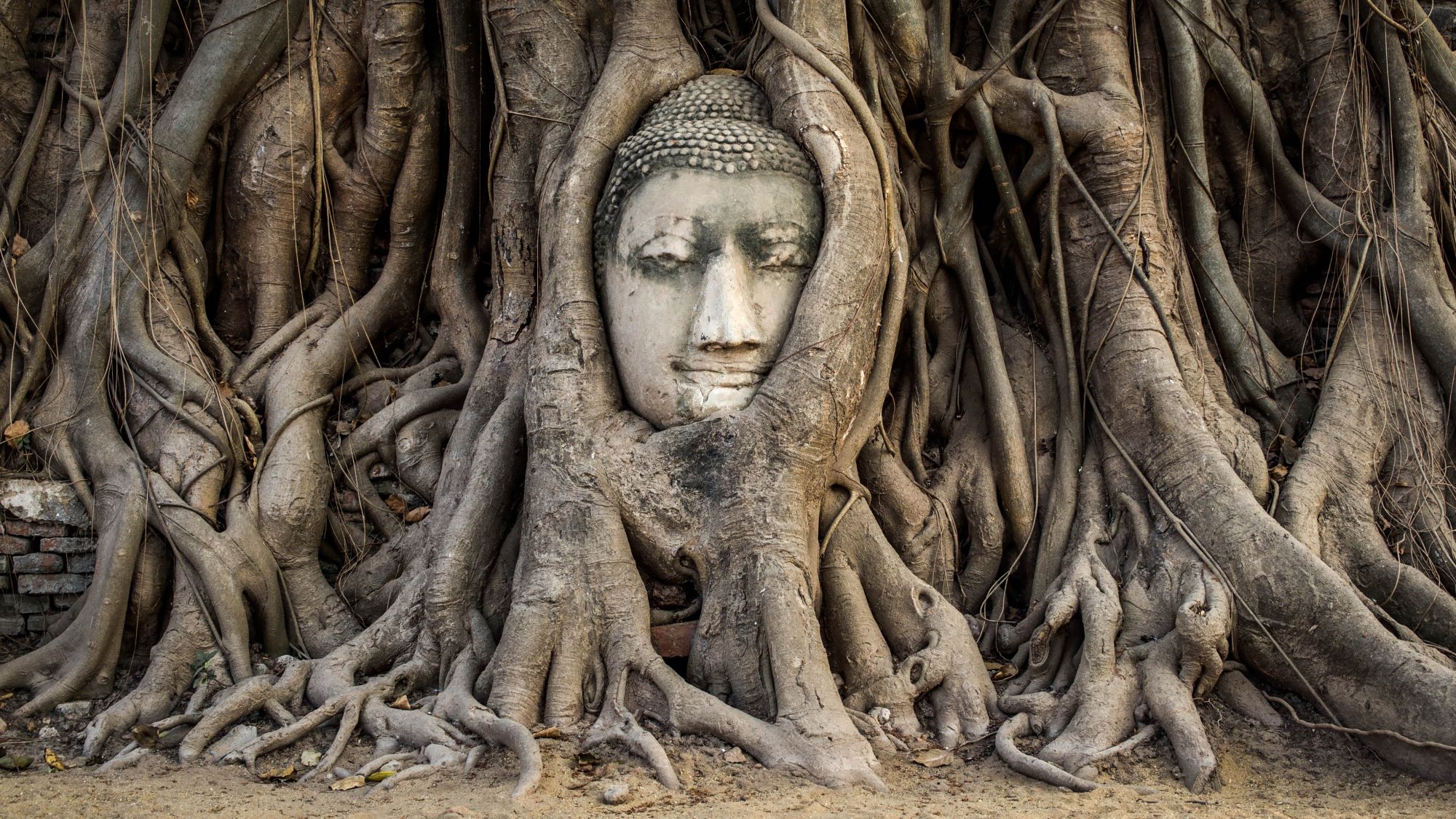 Buddha al tempio Wat Mahathat di Ayutthaya. Credits Take Photo / Shutterstock