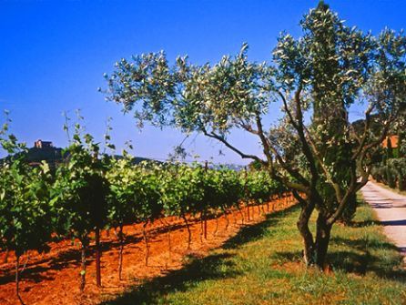 Vigneti in Languedoc - fotografia di Massimo Frasson