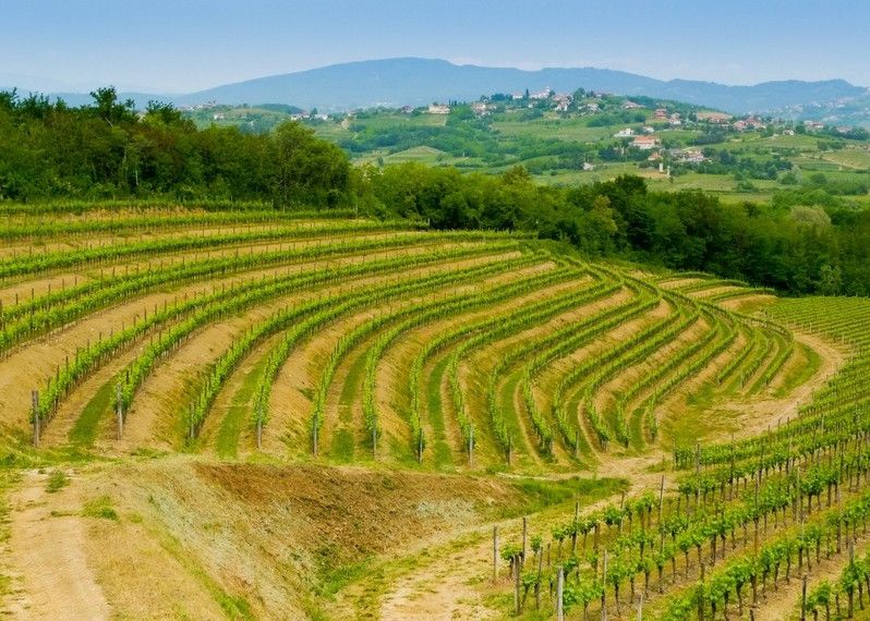 Vigneti nel Collio, Friuli Venezia Giulia.
©Mario Savoia/Shutterstock