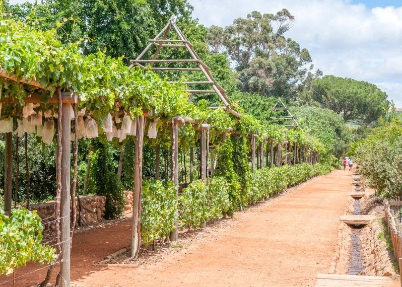 Viti nella fattoria Babylonstoren, nei pressi di Paarl, Sudafrica. ©Grobler du Preez/Shutterstock