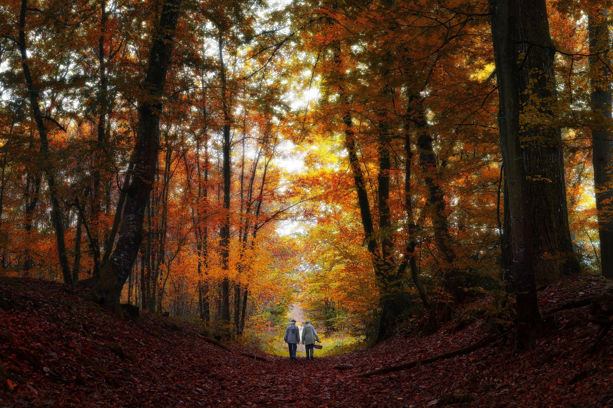 Foresta di Fontainebleau, Francia