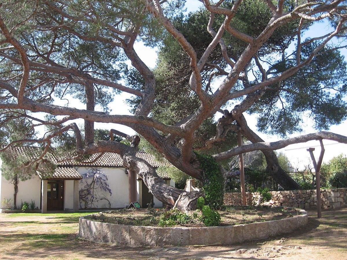 Un maestoso albero nella casa di Garibaldi. Credits Daniel Ventura / WikiCommons