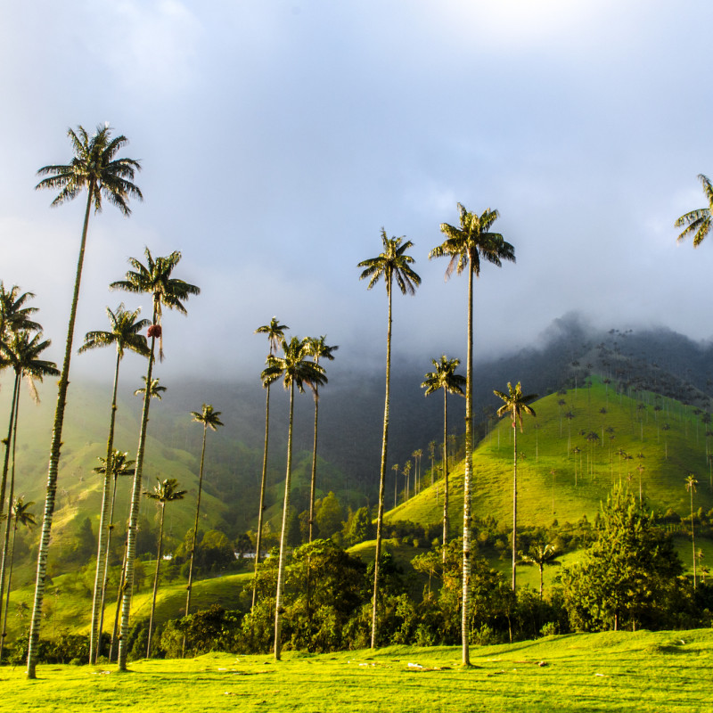 La verde valle del Cocora, Colombia ©Exequiel Schvartz