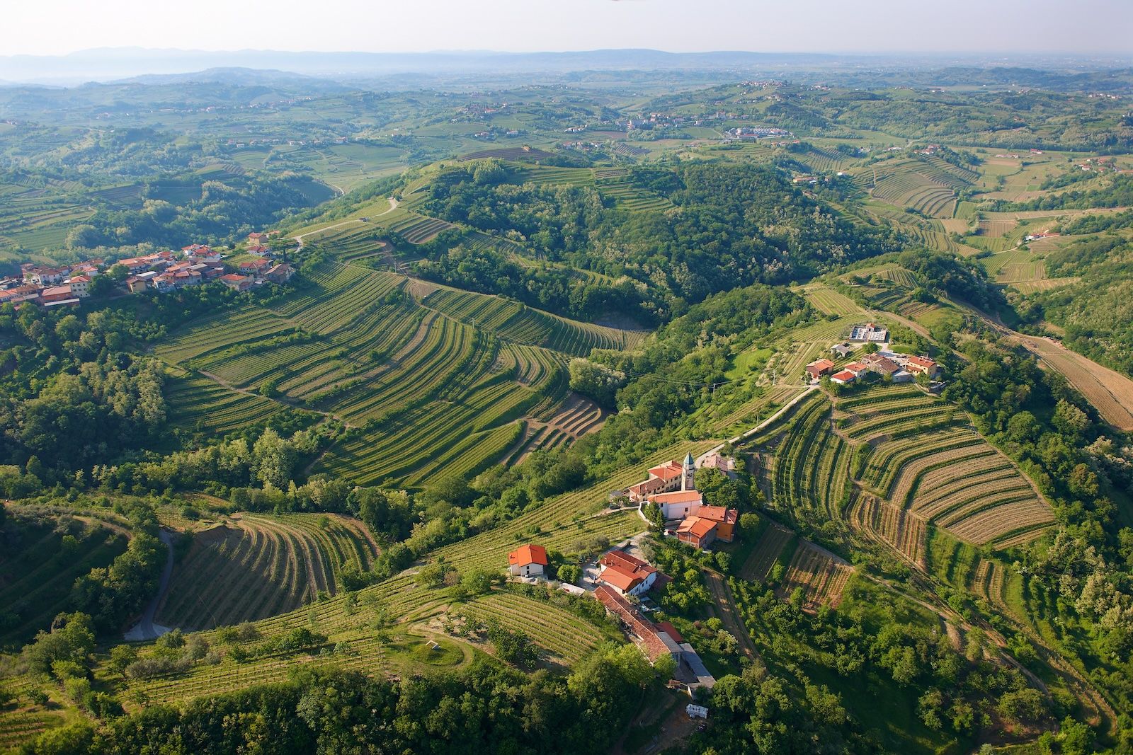 Vigneti della Goriška Brda. Credits Slovenia.info
