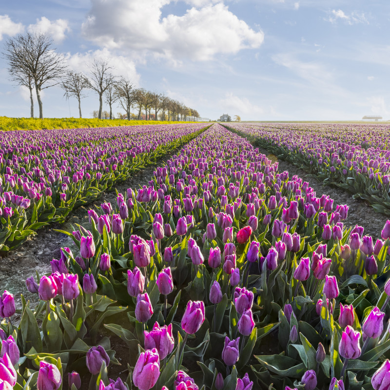 I festival floreali del 2022 in Italia e in Europa