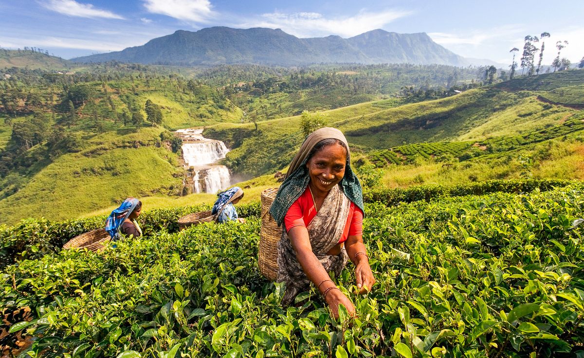 tè sri lanka