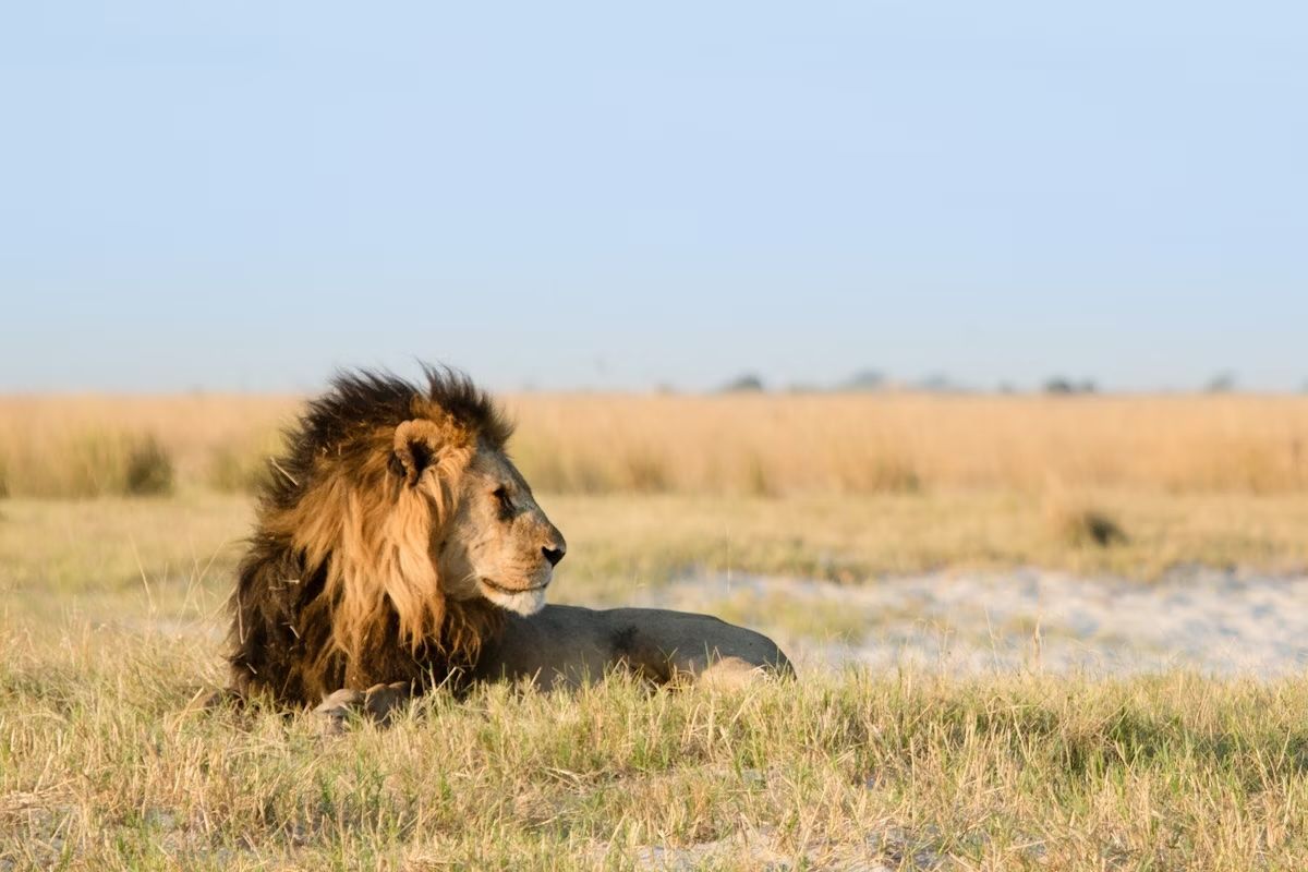 Un leone dalla criniera nera nella Central Kalahari Game Reserve. 2630ben/Shutterstock