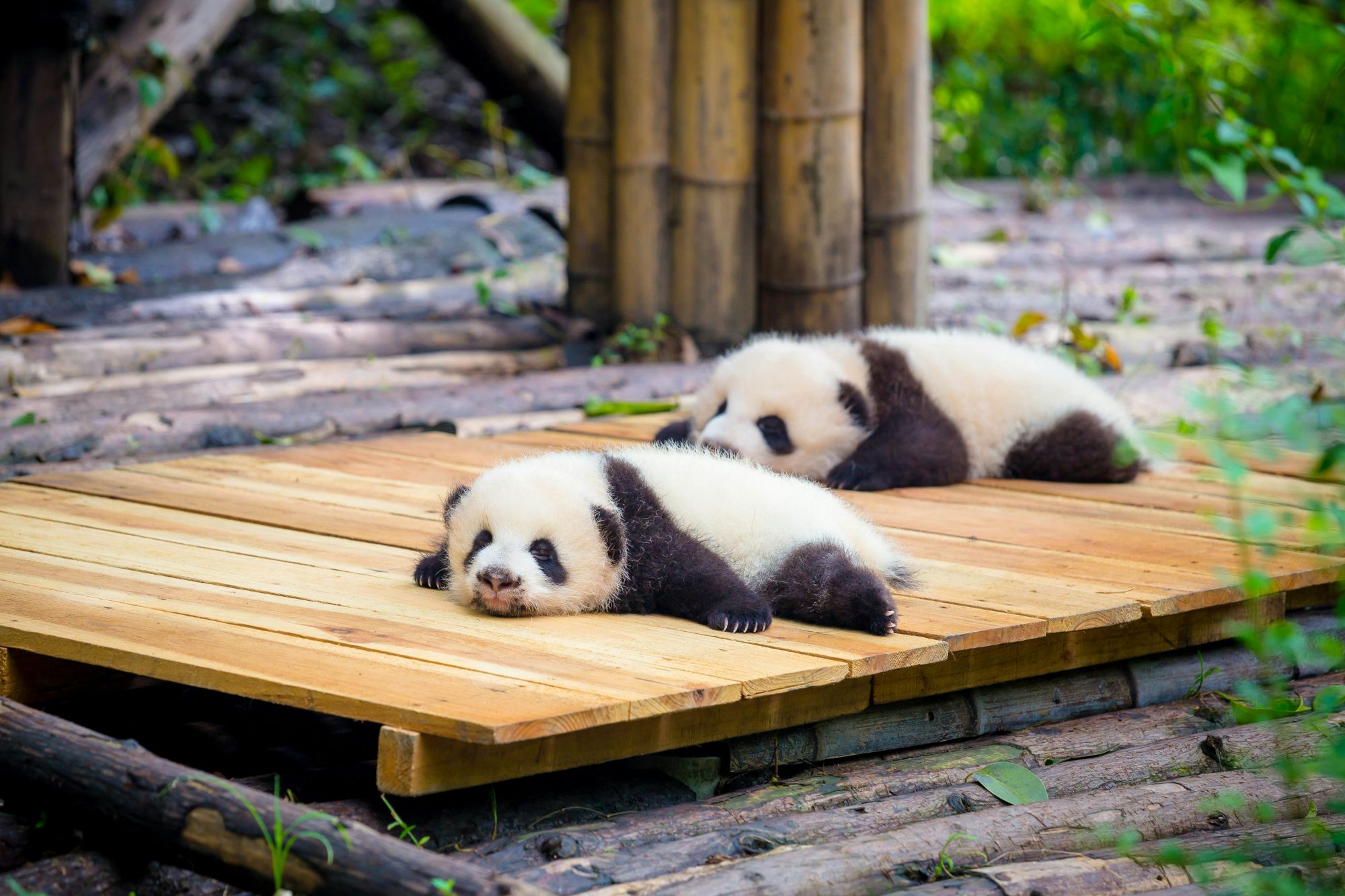 Due cuccioli di panda a Chengdu. © kiszon pascal/Getty Images
