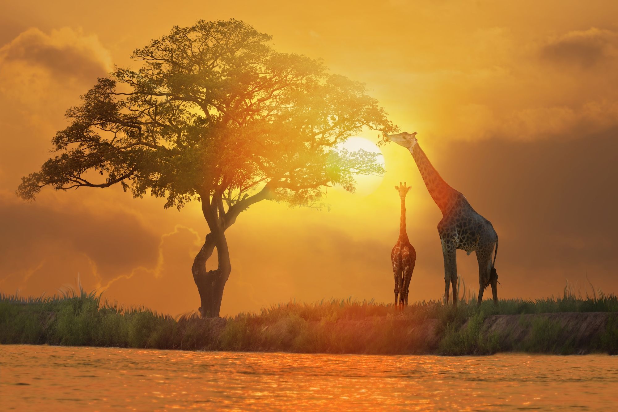 L’acacia a ombrello e un classico tramonto nella savana ©Sanit Fuangnakhon/Shutterstock