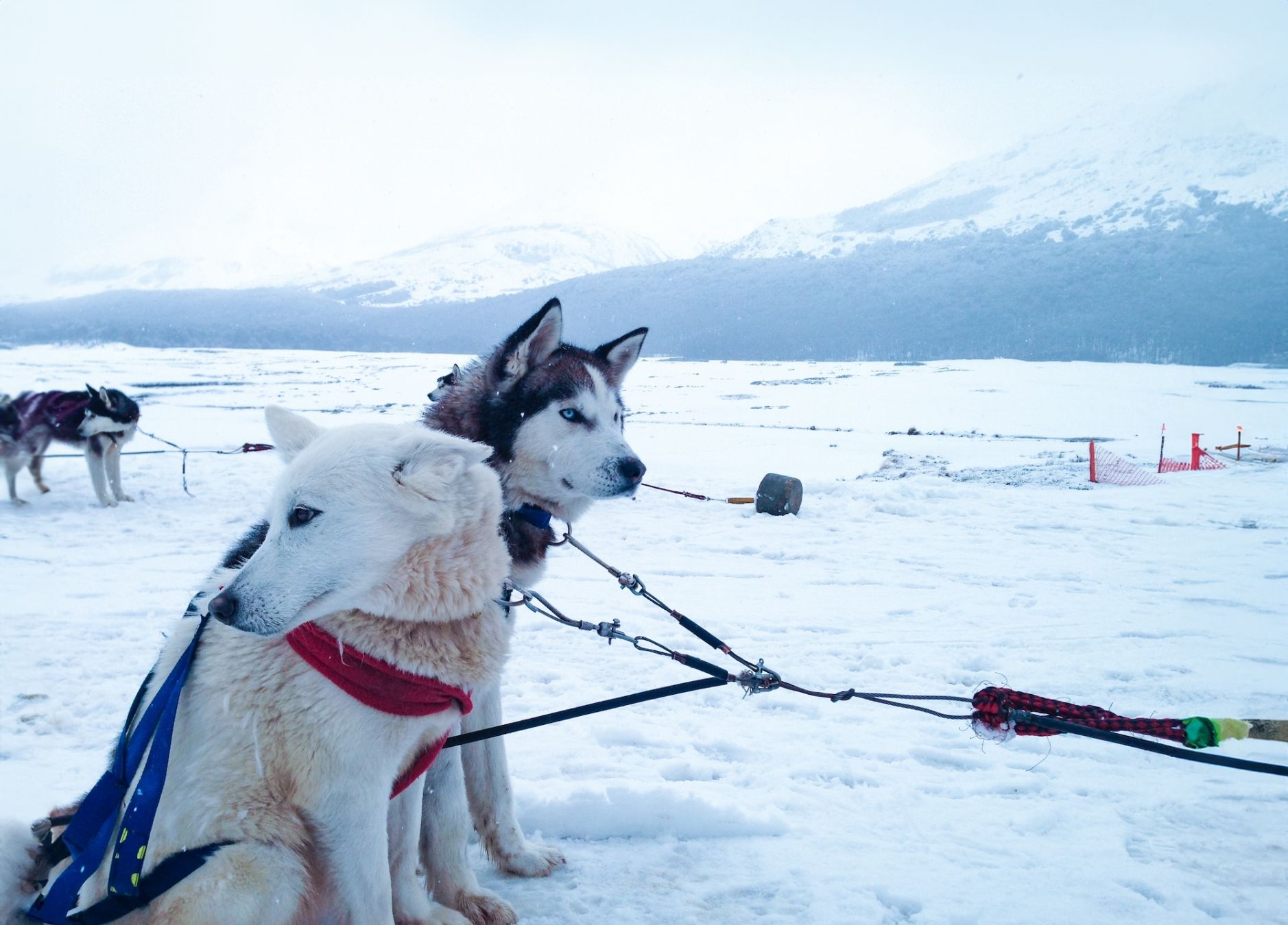 I cani da slitta pronti alla partenza ©hectormf /Shutterstock