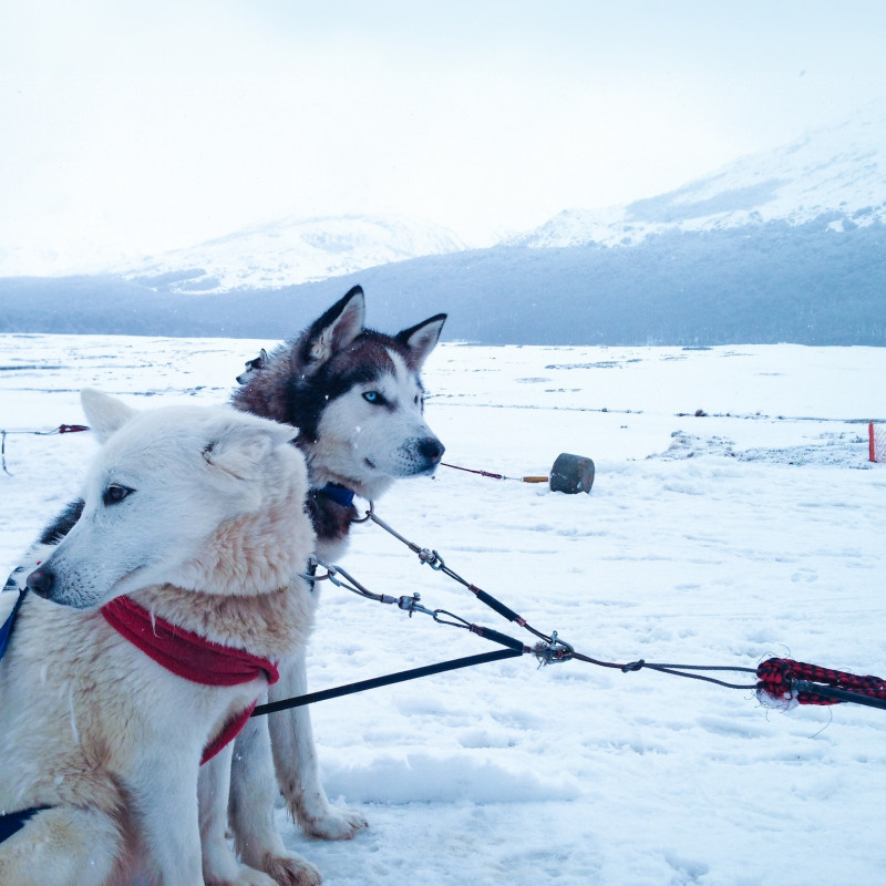 I cani da slitta pronti alla partenza ©hectormf /Shutterstock
