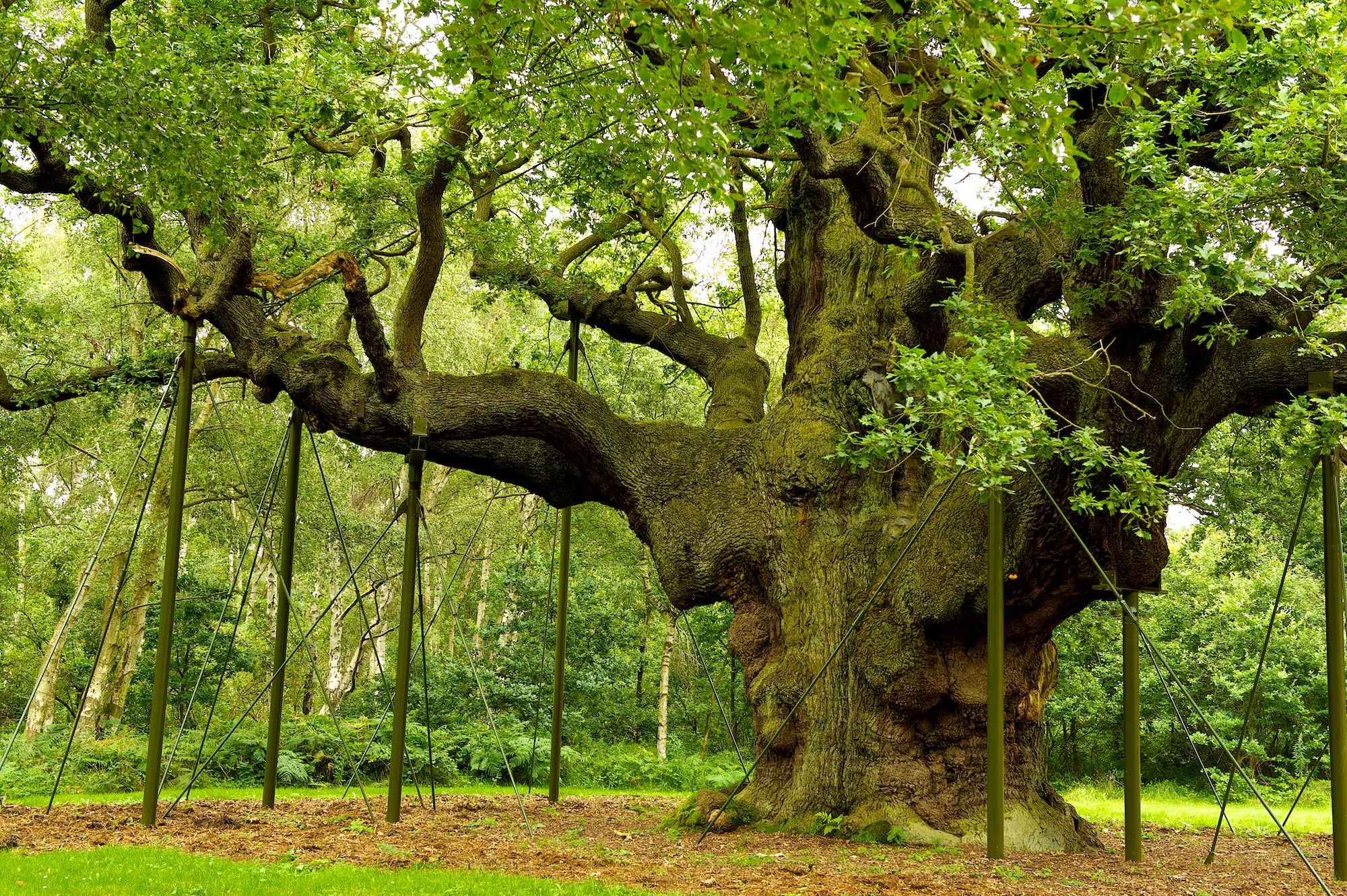 La ‘Major Oak’ di Sherwood © Kelvin Stewart/Shutterstock