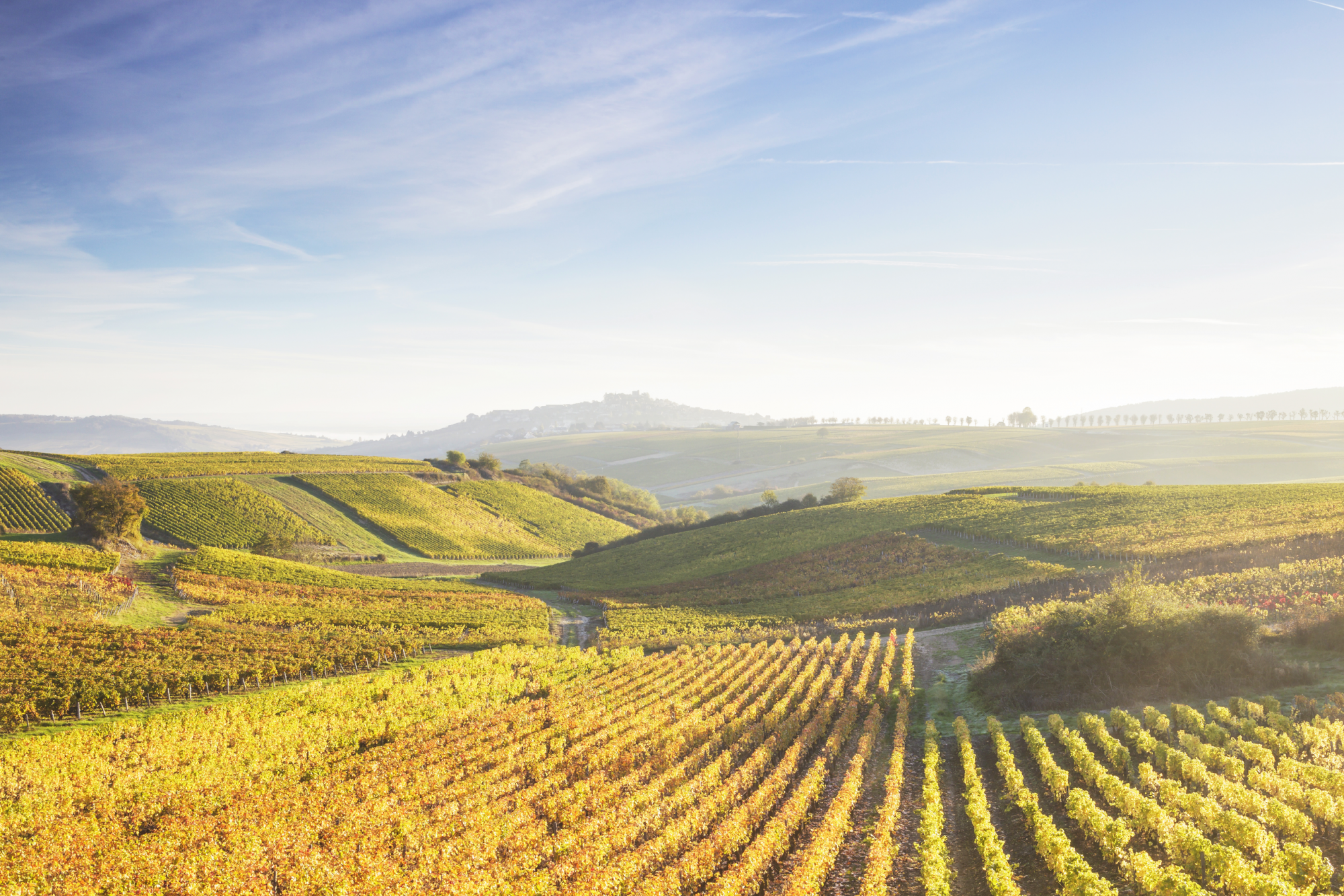 autunno e vendemmia nella valle della loira, francia