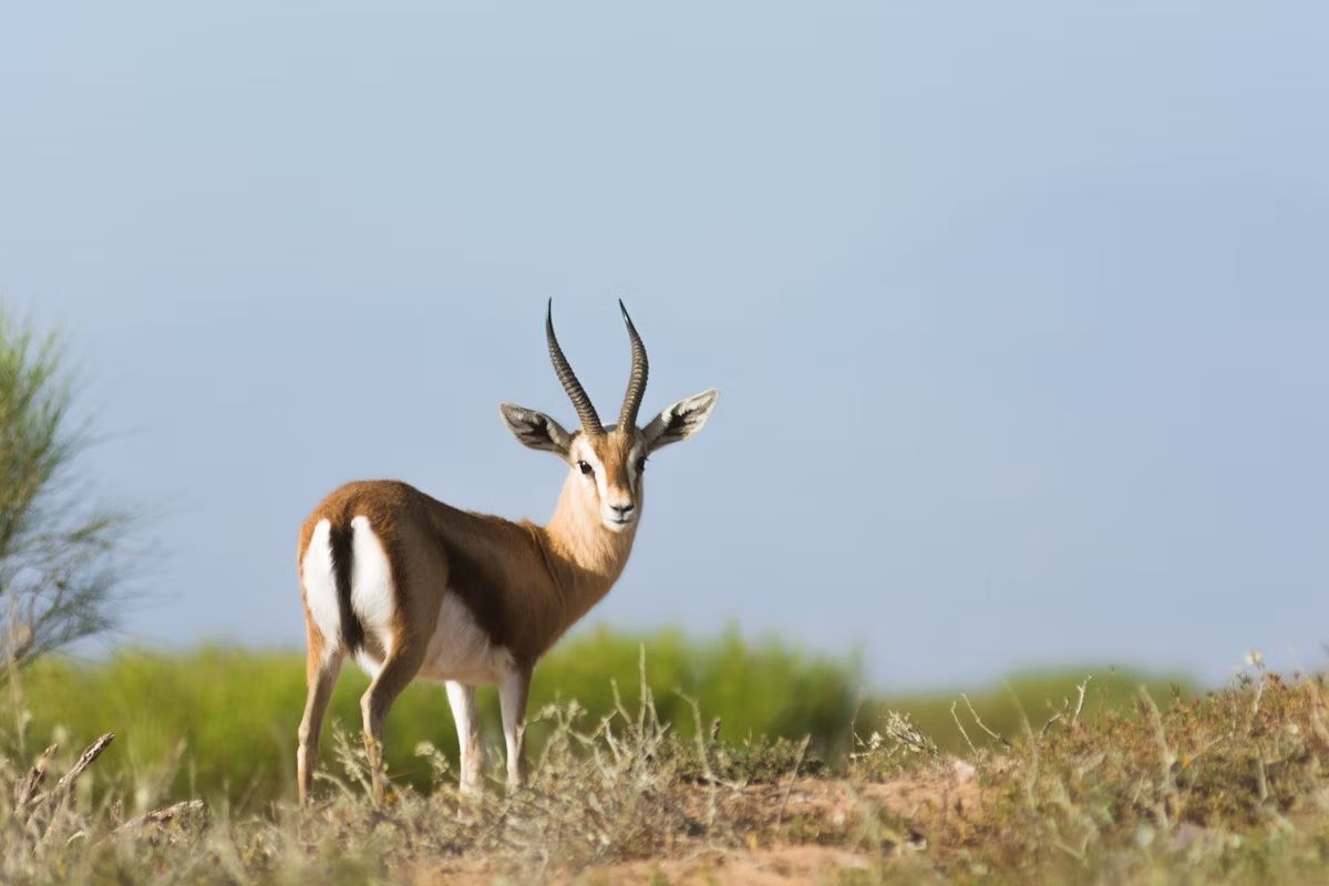 Una gazzella dorcas del Sahara in piedi su una collina nel Parco Nazionale di Souss-Massa. Damian Lugowski/Shutterstock