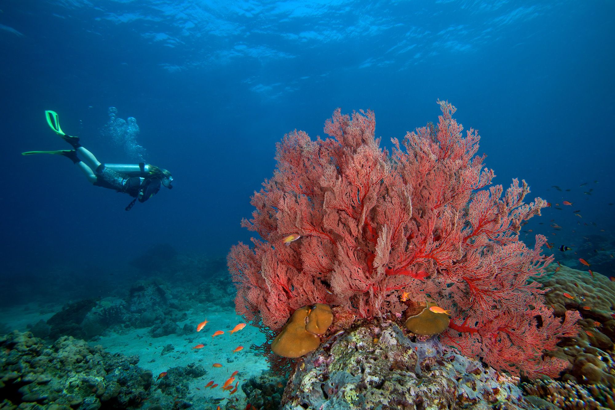 La ricchezza della biodiversità di queste isole va protetta ©James R.D. Scott/Getty Images