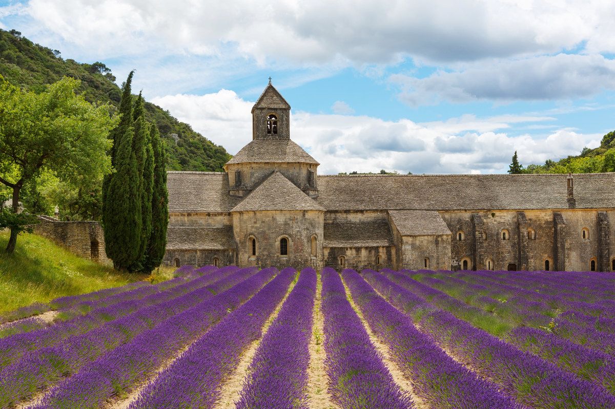 provenza lavanda
