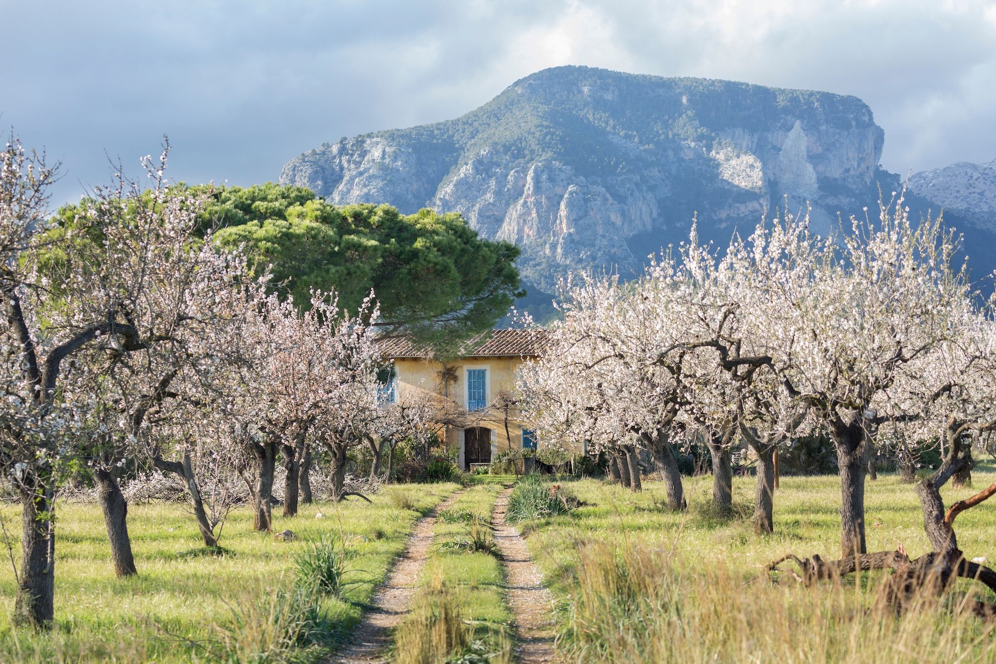 Le colline maiorchine ricoperte di fiori di mandorlo ©Fabrizzio Reis /Shutterstock