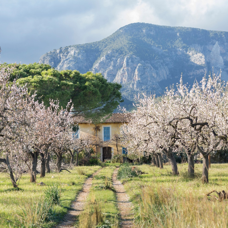 Le colline maiorchine ricoperte di fiori di mandorlo ©Fabrizzio Reis /Shutterstock