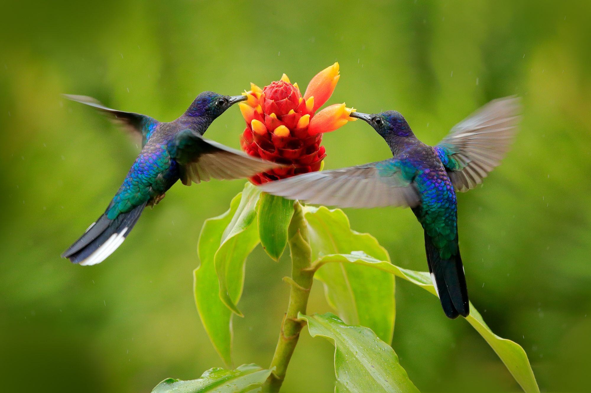 Un viaggio a contatto con la natura attraverso l’osservazione degli uccelli ©Ondrej Prosicky/Shutterstock