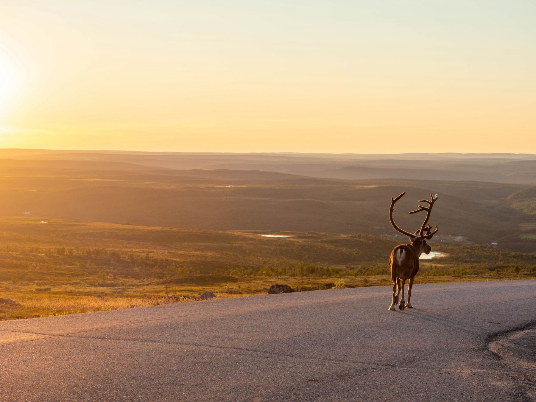Una renna in mezzo alla strada ©romikatarina/Shutterstock