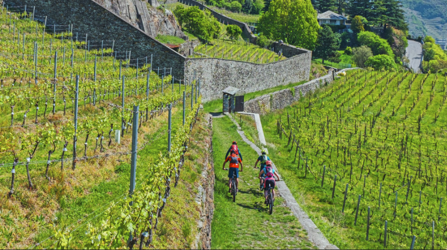 Valtellina, in bici tra i vigneti