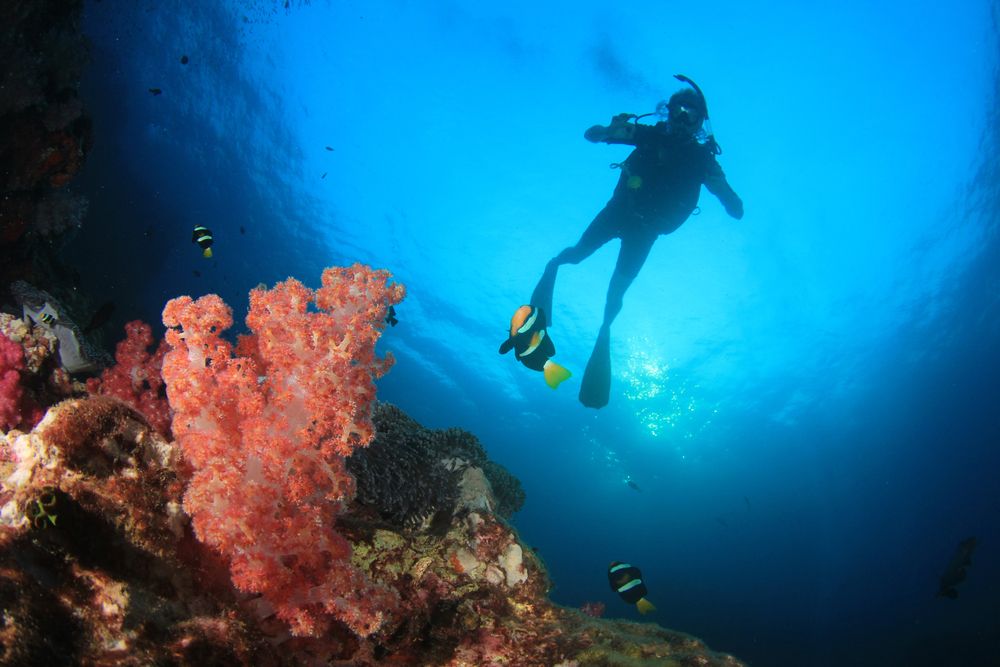 Diving a Ningaloo. Credits Rich Carey / Shutterstock