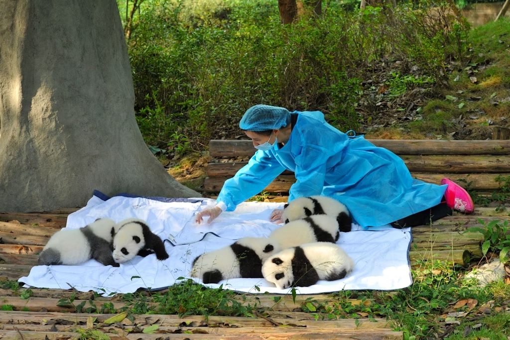 Chengdu ha molto da offrire: perché non cominciare dai panda? © Hung Chung Chih / Shutterstock
