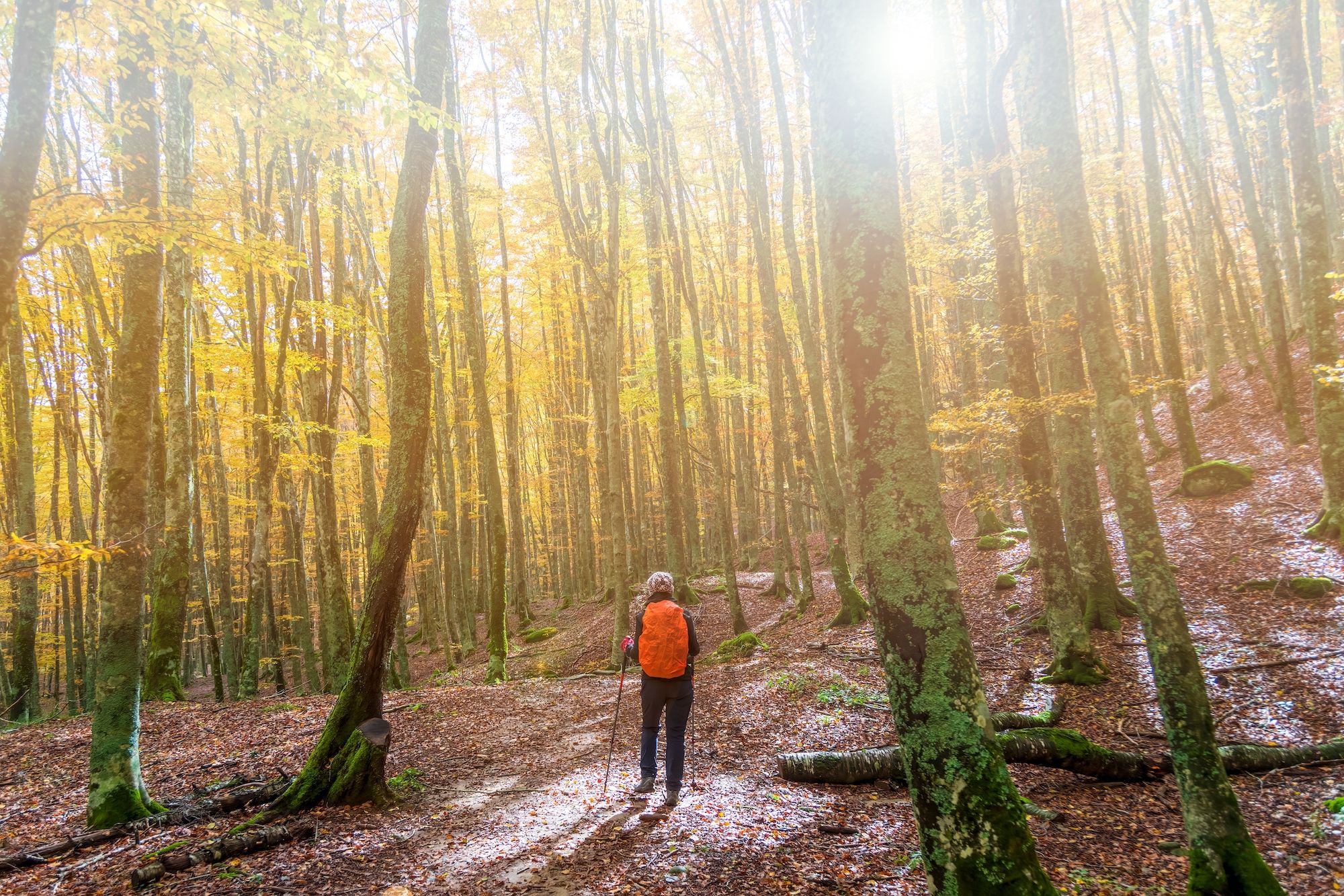 Tra il boschi del Parco Nazionale delle Foreste Casentinesi, Monte Falterona e Campigna © Travelvolo