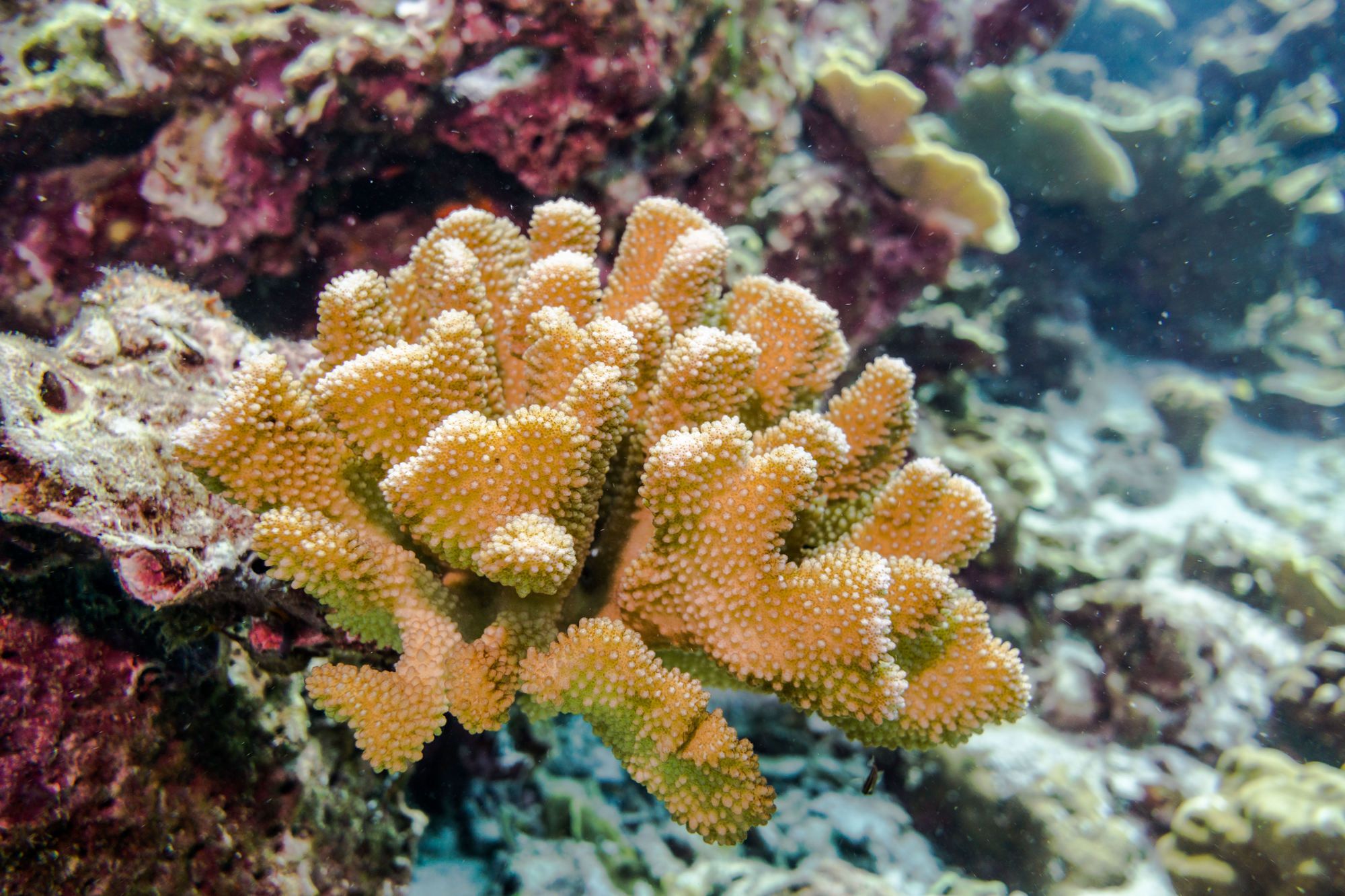 Barriera corallina nei pressi di Ko Haa, Thailandia. ©Getty Images/iStockphoto