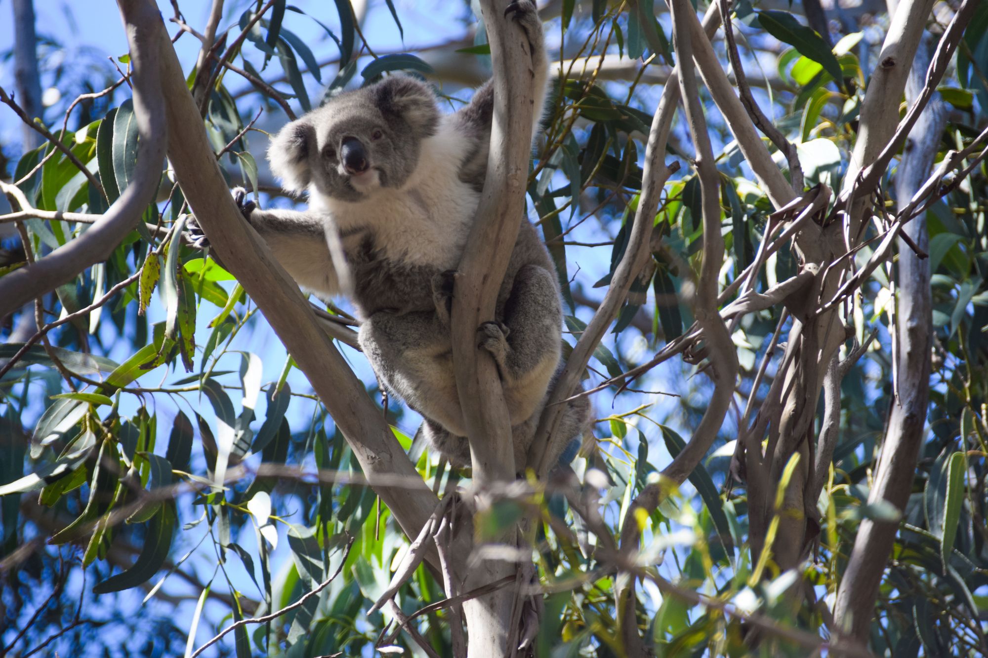 Koala, Australia