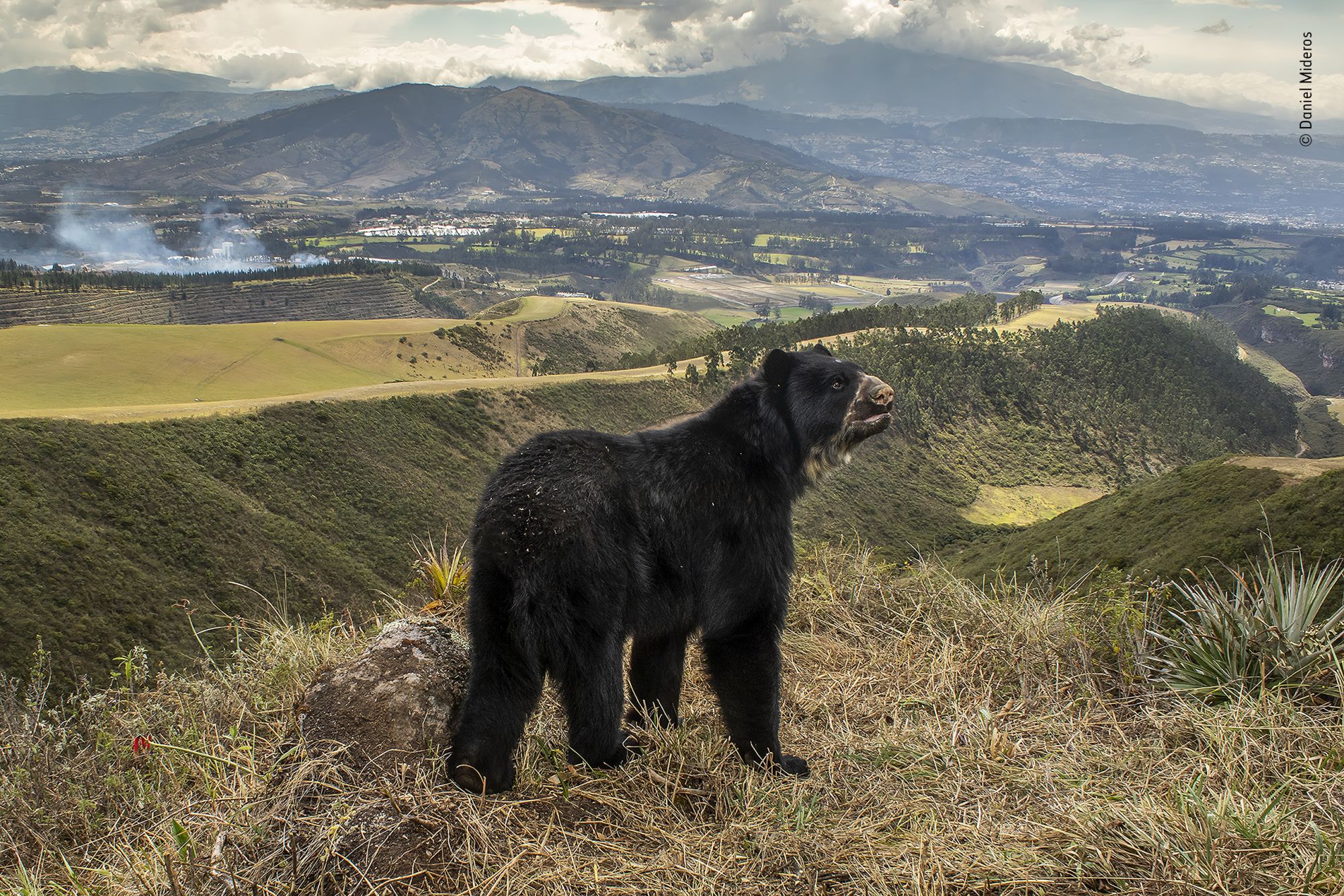 © Daniel Mideros, Wildlife Photographer of the Year