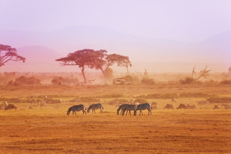 Zebre, zebre ovunque. Fotografia © SerrNovik, iStock